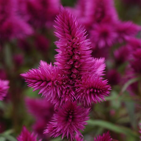 Intenz™ Classic Celosia - Bloom