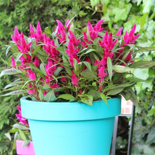 Intenz™ Lipstick Celosia - Container