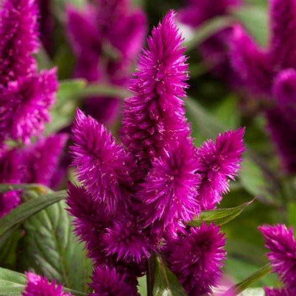 Intenz™ Dark Purple Celosia - Bloom