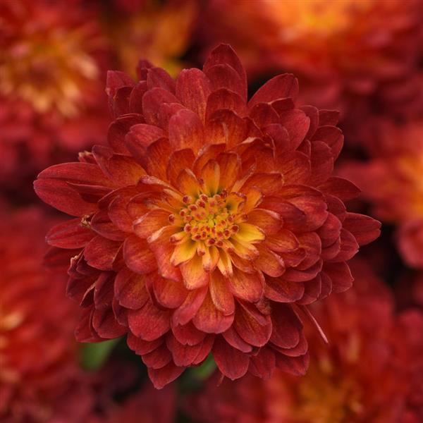 Metrona Bronze Garden Mum