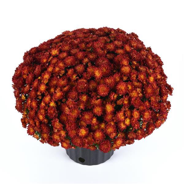 Metrona Bronze Garden Mum