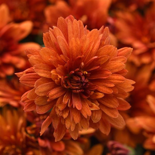 Sweet Potato Pie Bronze Garden Mum