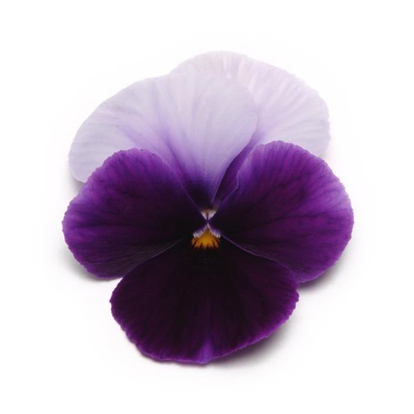 Panola® XP Beaconsfield Pansy - Bloom