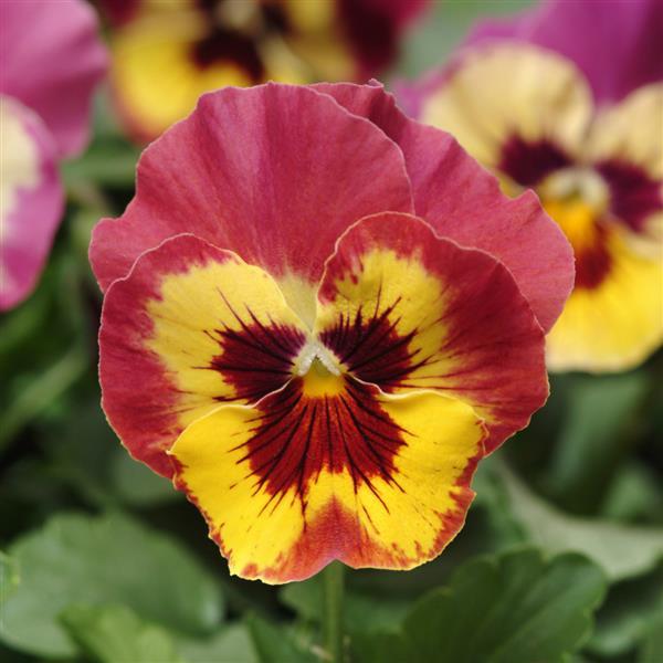 Panola® XP Rose Picotee Pansy - Bloom