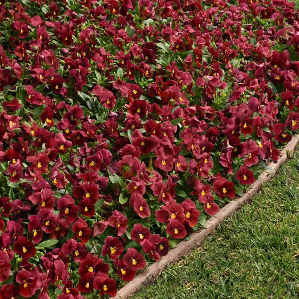 Panola® XP Scarlet Pansy - Landscape