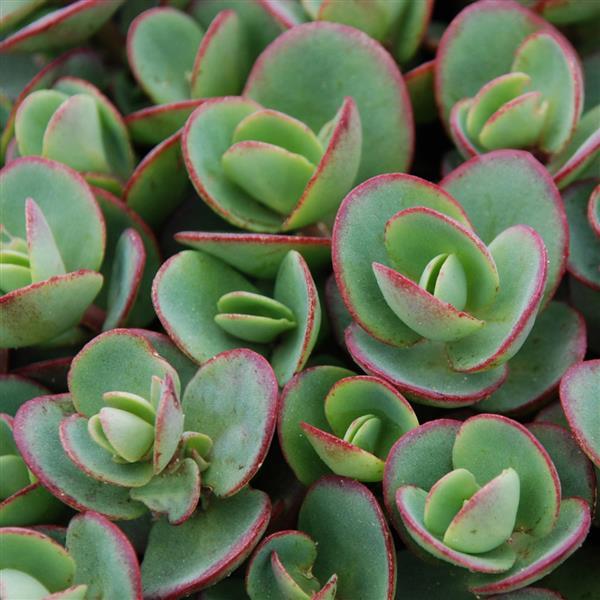 Sedum SunSparkler Lime Zinger - Bloom