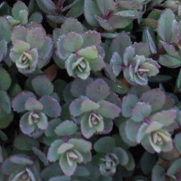 Sedum SunSparkler Dazzleberry - Bloom