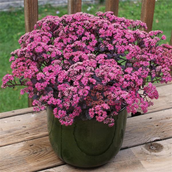 Sedum SunSparkler Dazzleberry - Container