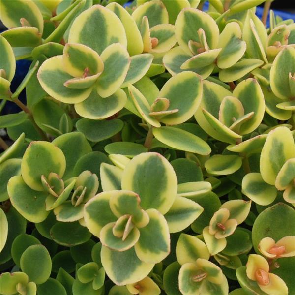 Sedum SunSparkler Lime Twister - Bloom