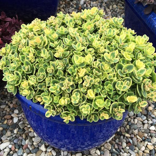 Sedum SunSparkler Lime Twister - Container