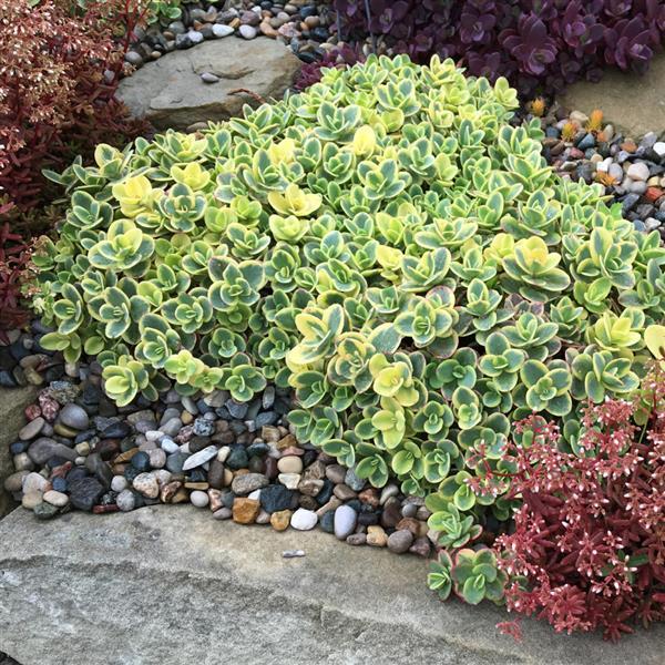 Sedum SunSparkler Lime Twister - Landscape