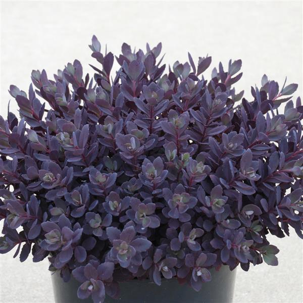 Sedum SunSparkler Plum Dazzled - Container