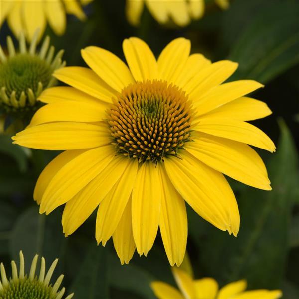 Echinacea Sombrero® Lemon Yellow - Bloom