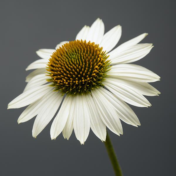 Echinacea Sombrero® Blanco - Bloom