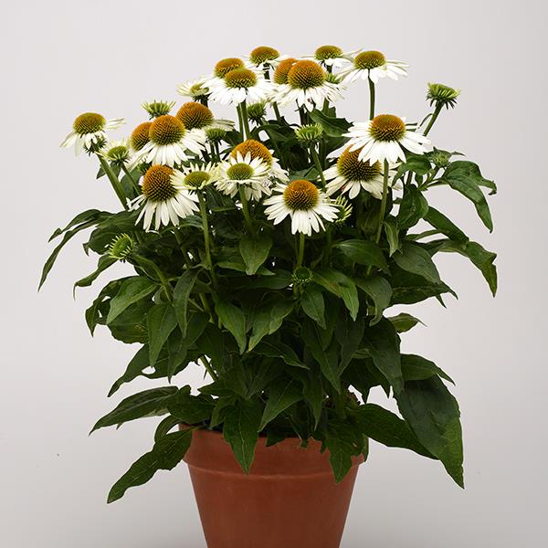 Echinacea Sombrero® Blanco - Container