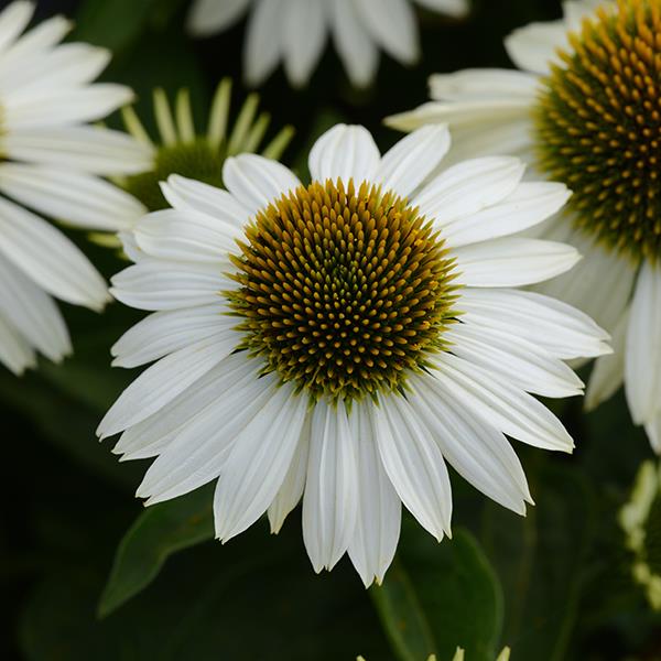 Echinacea Sombrero® Blanco - Garden