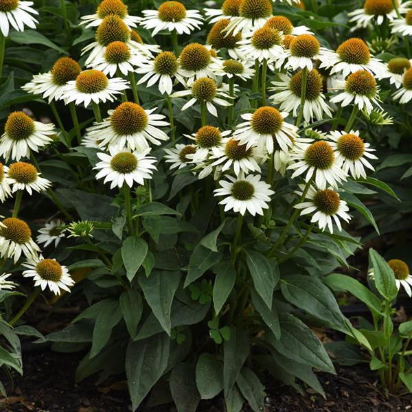 Echinacea Sombrero® Blanco - Landscape