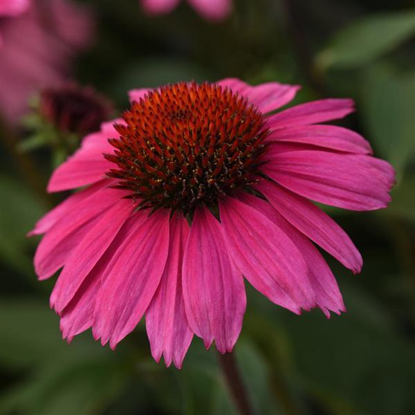 Echinacea Sombrero® Rosada - Bloom