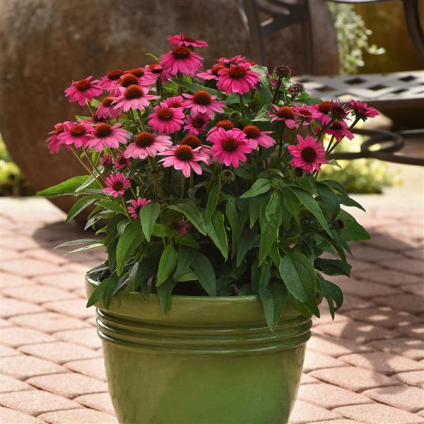 Echinacea Sombrero® Rosada - Container