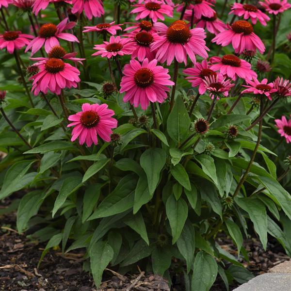 Echinacea Sombrero® Rosada - Landscape