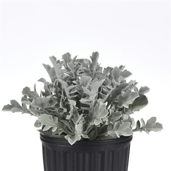 Centaurea ragusina Silver Swirl - Container