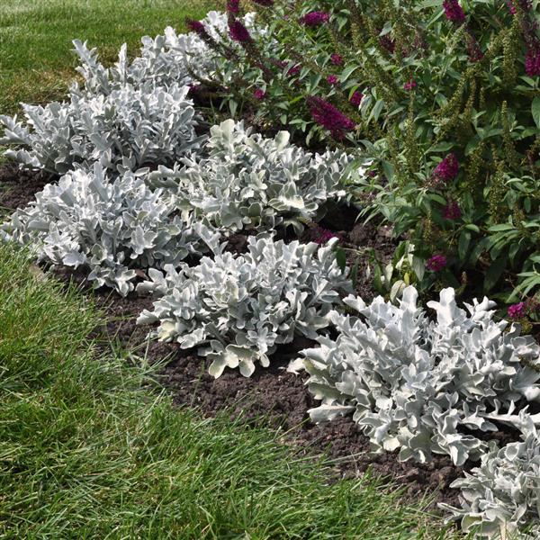 Centaurea ragusina Silver Swirl - Landscape