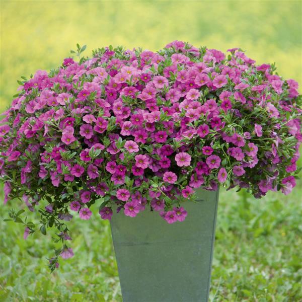 MiniFamous® Neo Pink Calibrachoa - Container