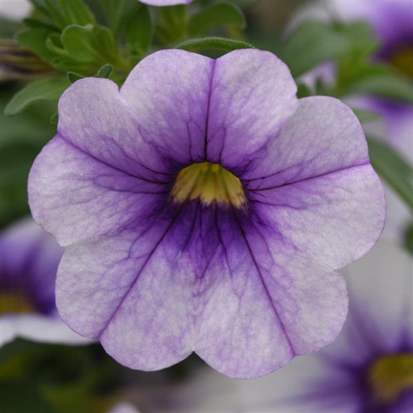 MiniFamous® Neo Violet Ice Calibrachoa - Bloom