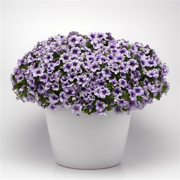 MiniFamous® Neo Violet Ice Calibrachoa - Container