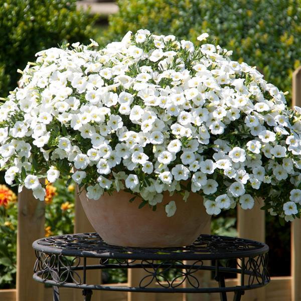 MiniFamous® Neo White Calibrachoa - Container