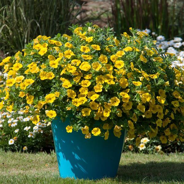 MiniFamous® Neo Deep Yellow Calibrachoa - Container