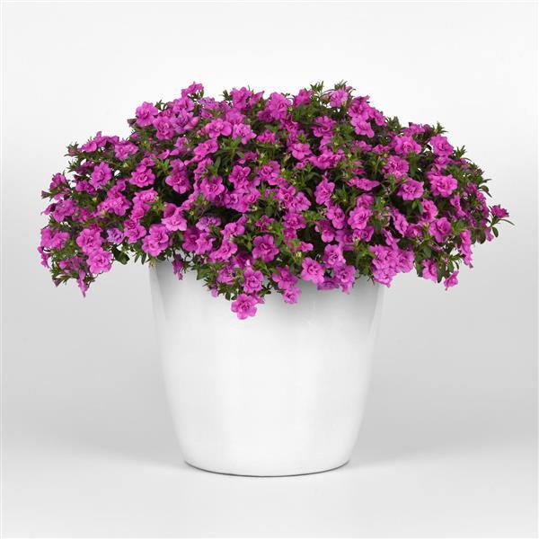 MiniFamous® Neo Double Pink Calibrachoa - Container