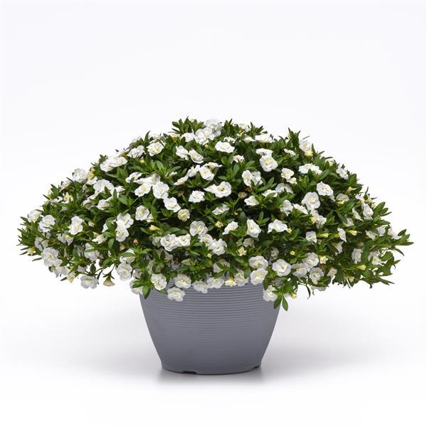 MiniFamous® Neo Double White Calibrachoa - Container