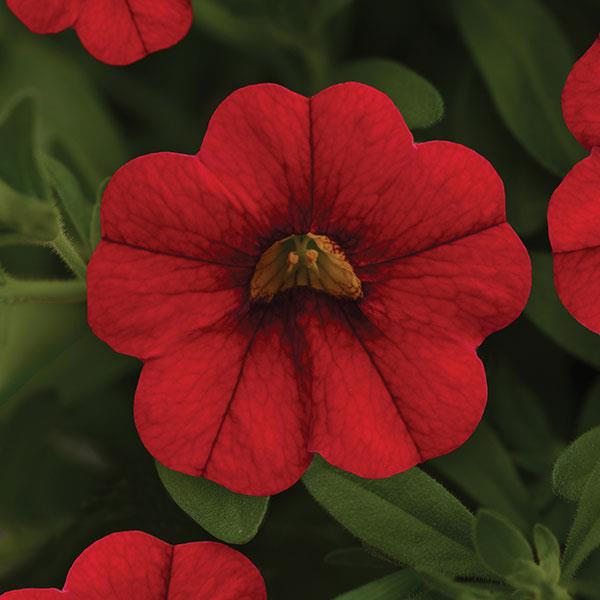 MiniFamous® Neo Vampire Calibrachoa - Bloom