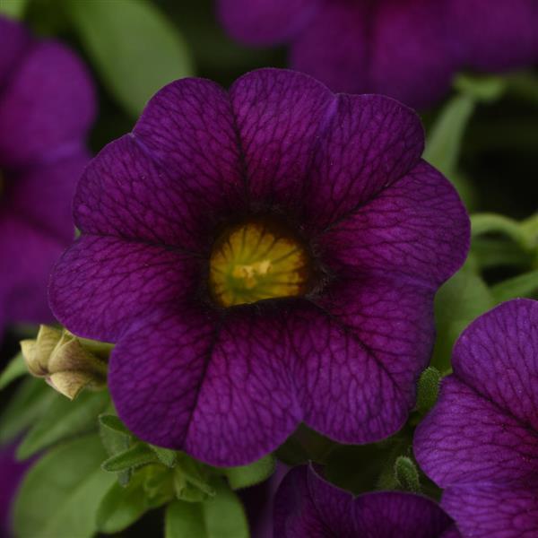 MiniFamous® Neo Dark Blue Calibrachoa - Bloom