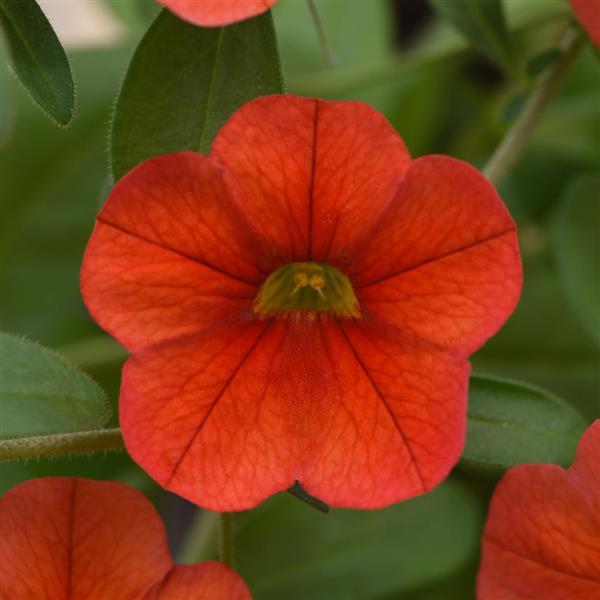 MiniFamous® Neo Deep Orange Calibrachoa - Bloom