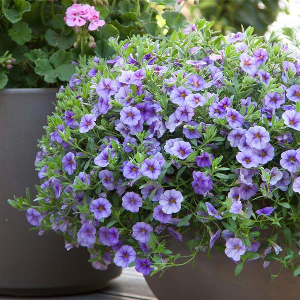 MiniFamous® Neo Light Blue Calibrachoa - Container