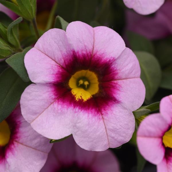 MiniFamous® Neo Light Pink+Eye Calibrachoa - Bloom