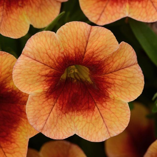 MiniFamous® Neo Orange+Red Eye Calibrachoa - Bloom