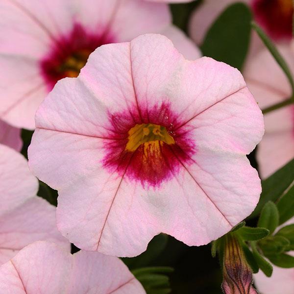 MiniFamous® Neo Salmon Pink+Eye Calibrachoa - Bloom