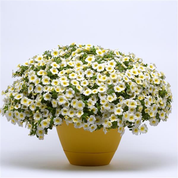 MiniFamous® Neo White+Yellow Eye Calibrachoa - Container