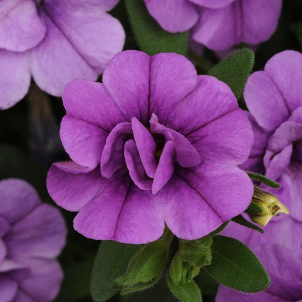 MiniFamous® Neo Double Amethyst Calibrachoa - Bloom