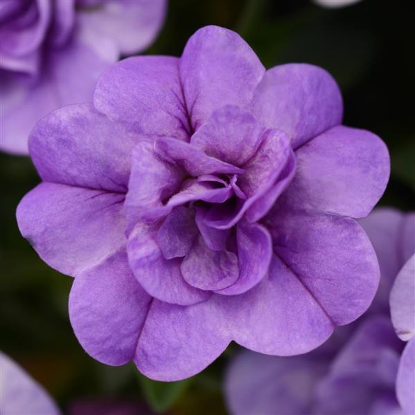 MiniFamous® Neo Double Silver Blue Calibrachoa - Bloom