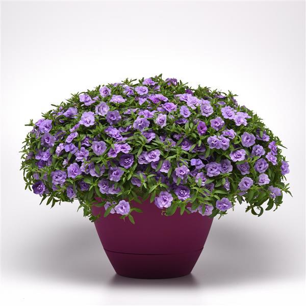 MiniFamous® Neo Double Silver Blue Calibrachoa - Container