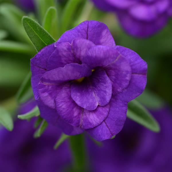 MiniFamous® Neo Double Dark Blue Calibrachoa - Bloom