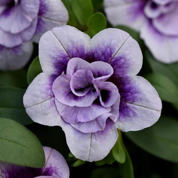 MiniFamous® Neo Double PlumTastic Calibrachoa - Bloom