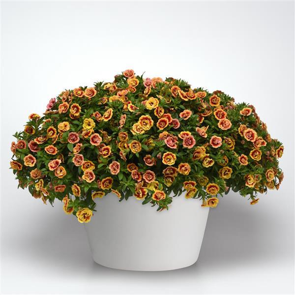 MiniFamous® Neo Double OrangeTastic Calibrachoa - Container