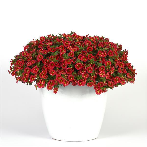 MiniFamous® Neo Red Hawaii Calibrachoa - Container