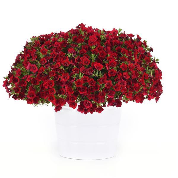 MiniFamous® Neo Double Red 25 Calibrachoa - Container