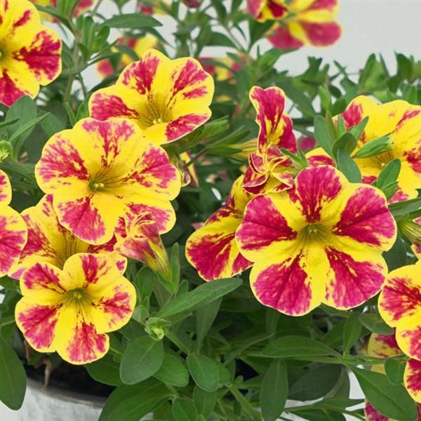 MiniFamous® Neo Red Shuffle Calibrachoa - Bloom